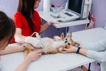 cagnolino su un lettino da veterinario viene visitato da 3 veterinari che si intravedono mentre gli fanno un'ecografia