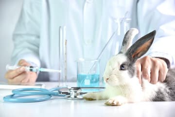 coniglio bianco e nero sul tavolo del veterinario tra le mani di un veterinario in camice bianco con siringa di cui non si vede il volto
