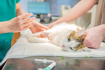 gatto bianco grigio e arancione sdraiato sul lettino del veterinario che viene curato da due veterinari di cui si vedono soltanto braccia e mani