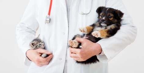 persona con camice da veterinario e stetoscopio al collo tiene con la mano destra un gattino e con la mano sinistra un cagnolino. Non si vede il volto