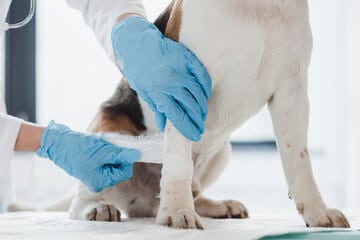 mani di veterinario con guanti celesti che fasciano la zampetta di un cane di cui si vede solo il corpo