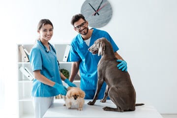 donna e uomo veterinari con camici celesti gaurdano l'obiettivo sorridenti l'uomo accarezza un cane più grande marrone scuro e la donna un cagnolino piccolino color champagne entrambi sul tavolo dello studio veterinario