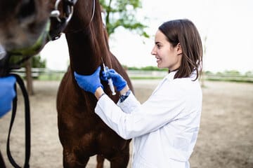 veterinaria con camice bianco e guanti blu elettrico che fa un iniezione al collo di un cavallo marrone scuro