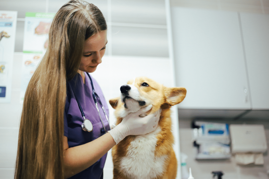 clinica dermatologica veterinaria